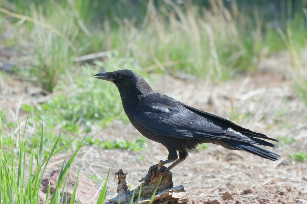 American Crow - ML638649358