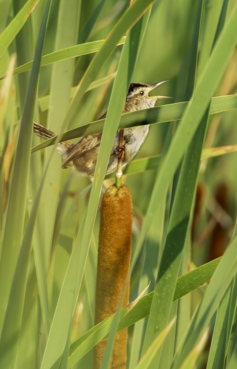 Marsh Wren - ML638649366