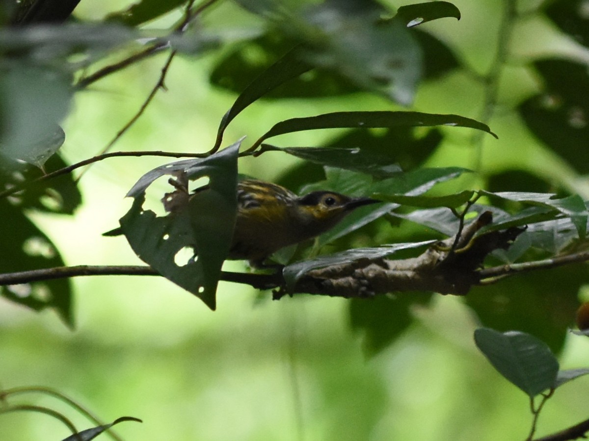 Macleay's Honeyeater - ML638649372