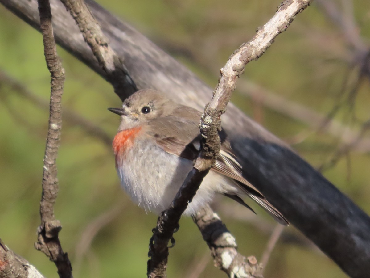 Scarlet Robin - ML638649379