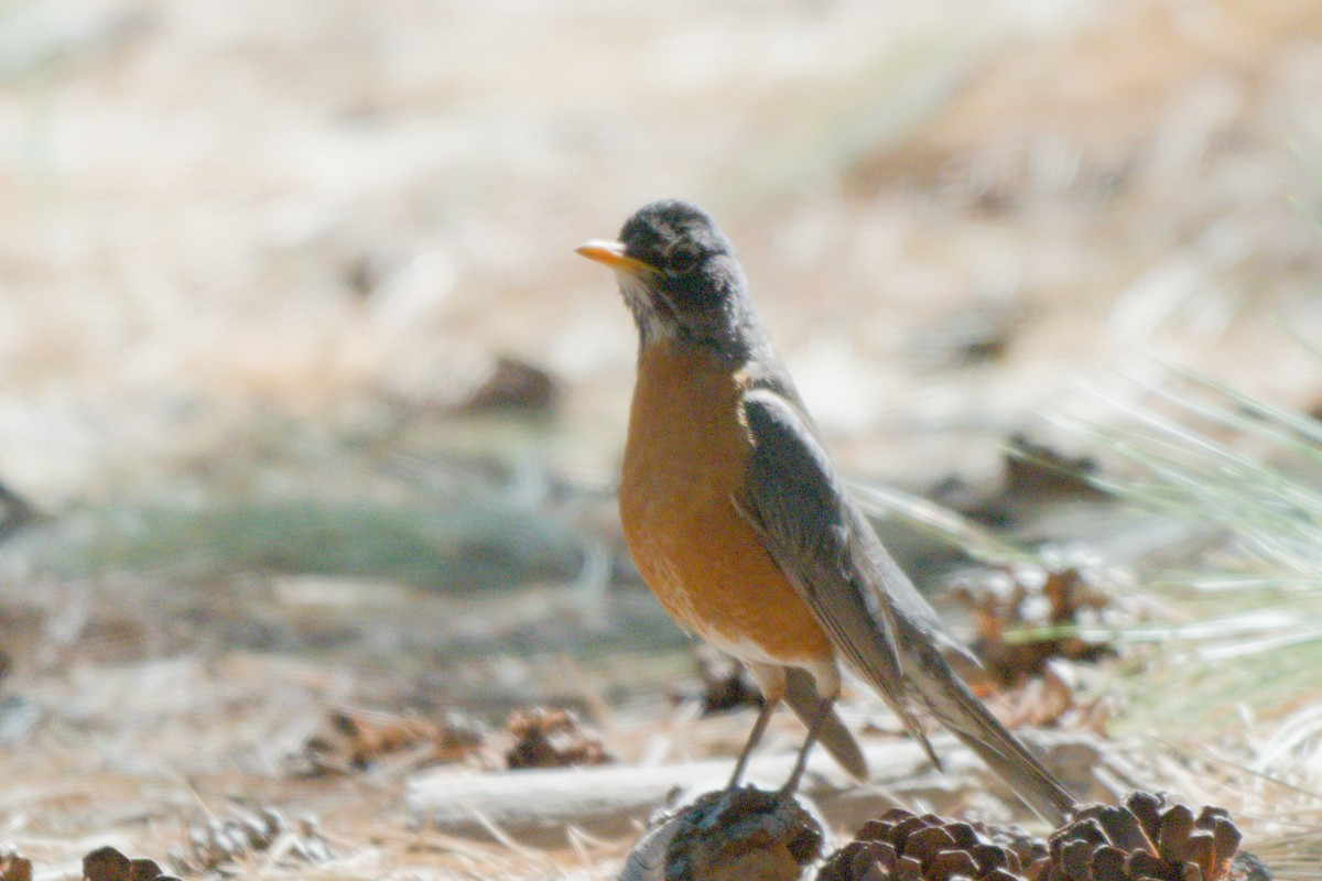 American Robin - ML638649396