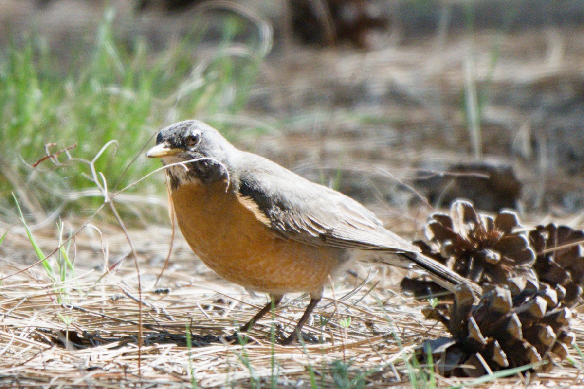 American Robin - ML638649397