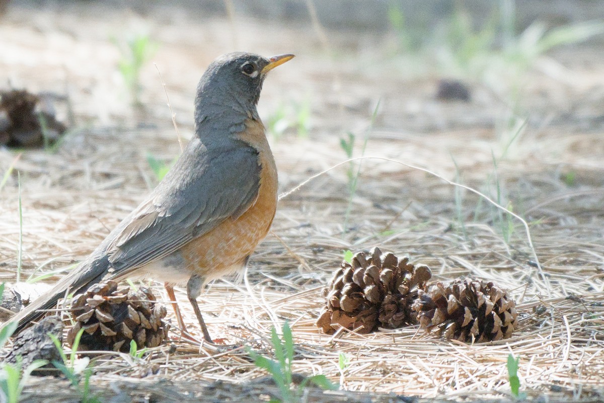 American Robin - ML638649399