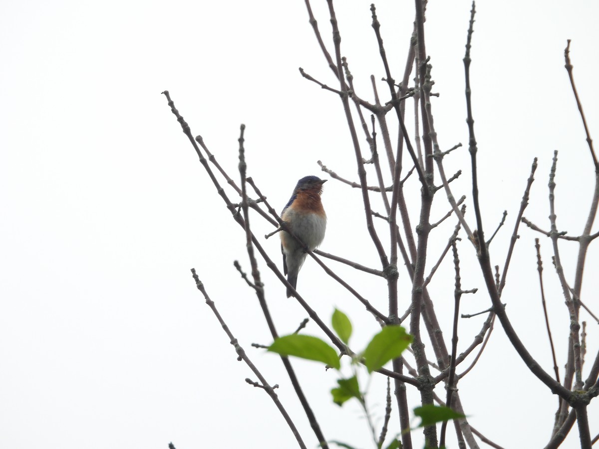 Eastern Bluebird - ML638649409