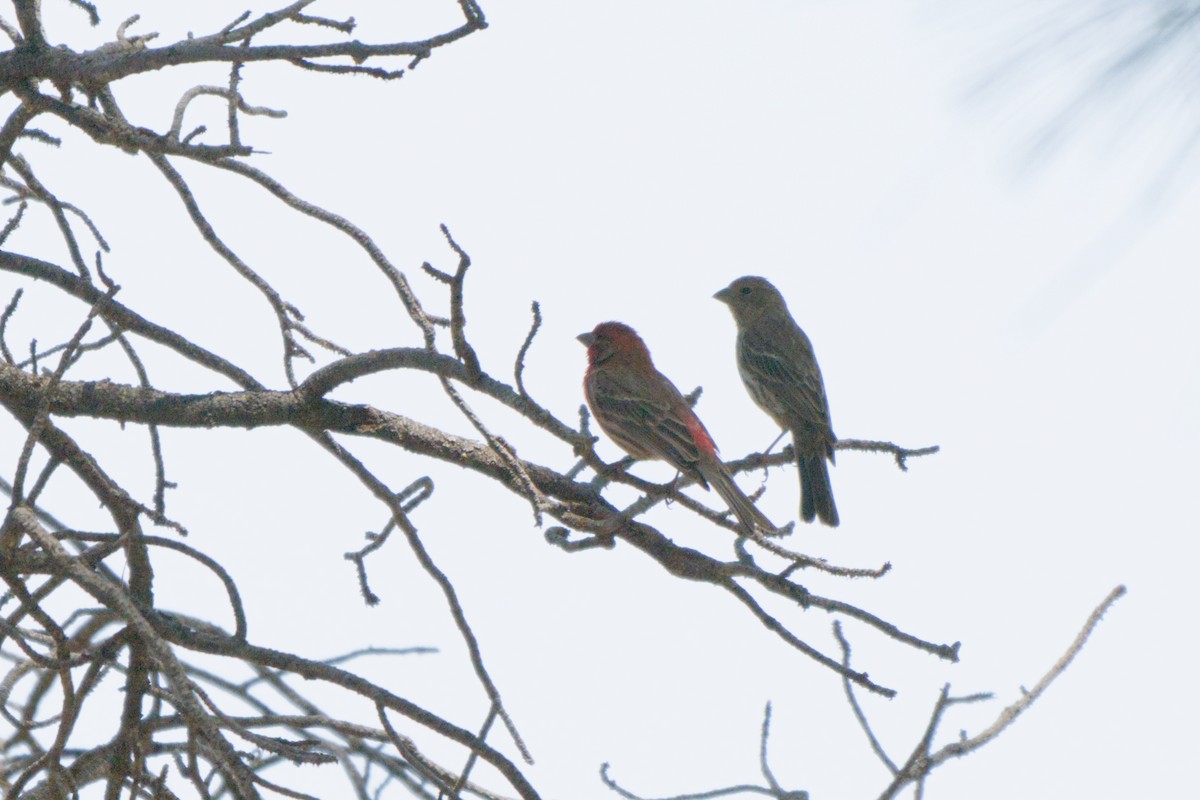 House Finch - ML638649411