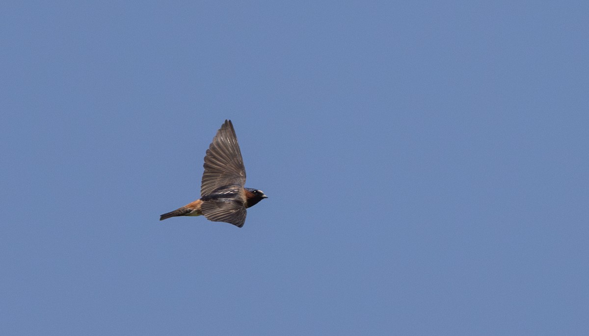 Cliff Swallow (pyrrhonota Group) - ML638649421