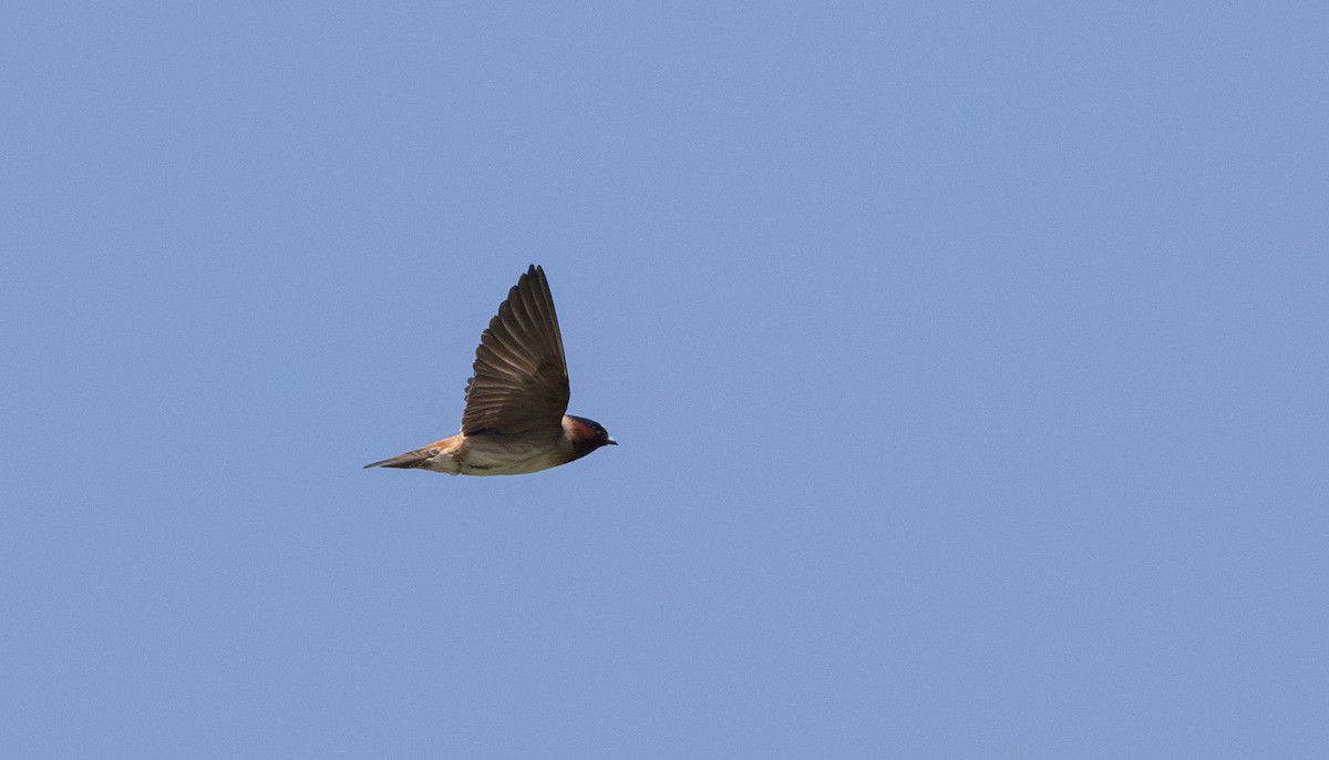 Cliff Swallow (pyrrhonota Group) - ML638649422