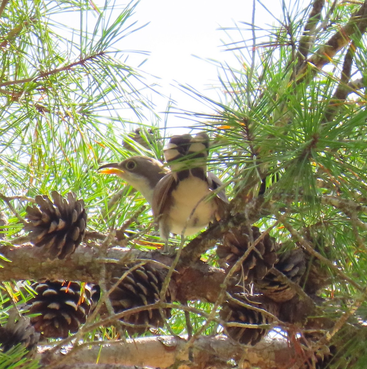 Yellow-billed Cuckoo - ML638649423