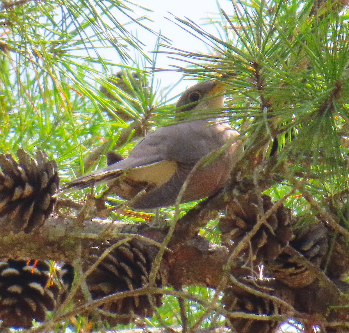 Yellow-billed Cuckoo - ML638649424