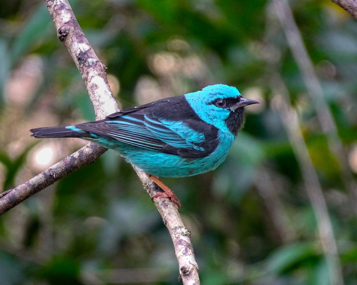 Blue Dacnis - ML638649426