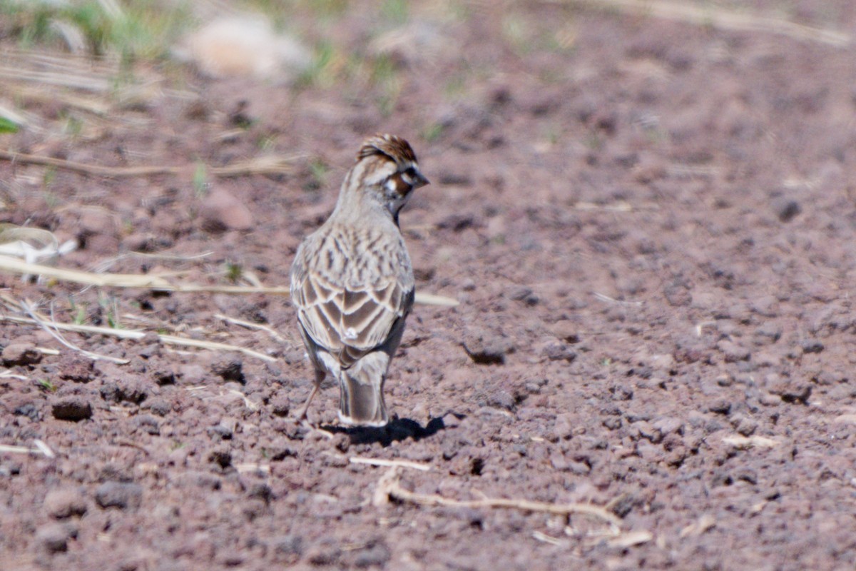 Lark Sparrow - ML638649427