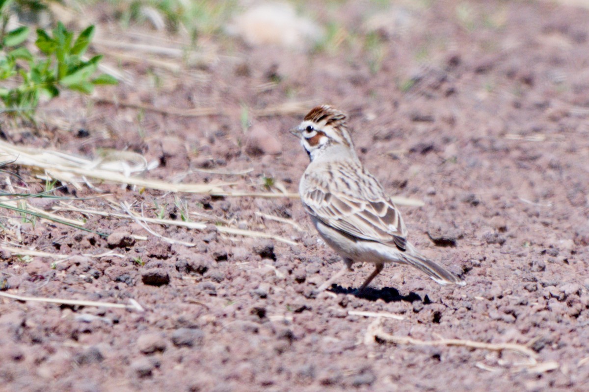 Lark Sparrow - ML638649429