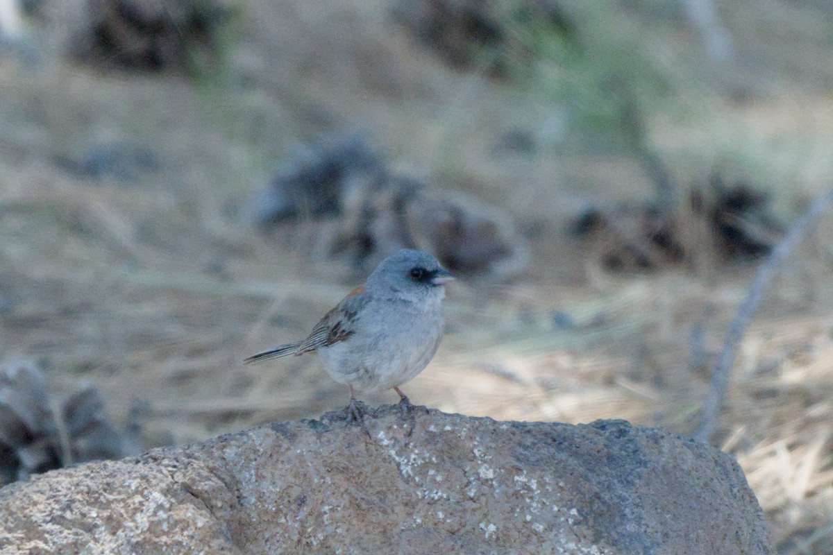 Dark-eyed Junco - ML638649454