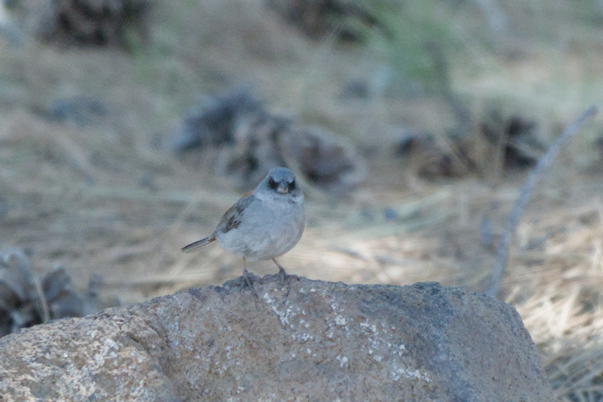 Dark-eyed Junco - ML638649455