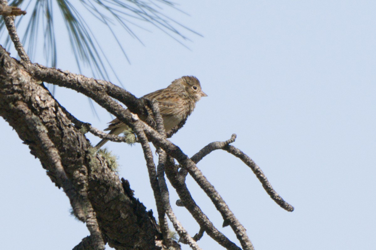 Vesper Sparrow - ML638649496