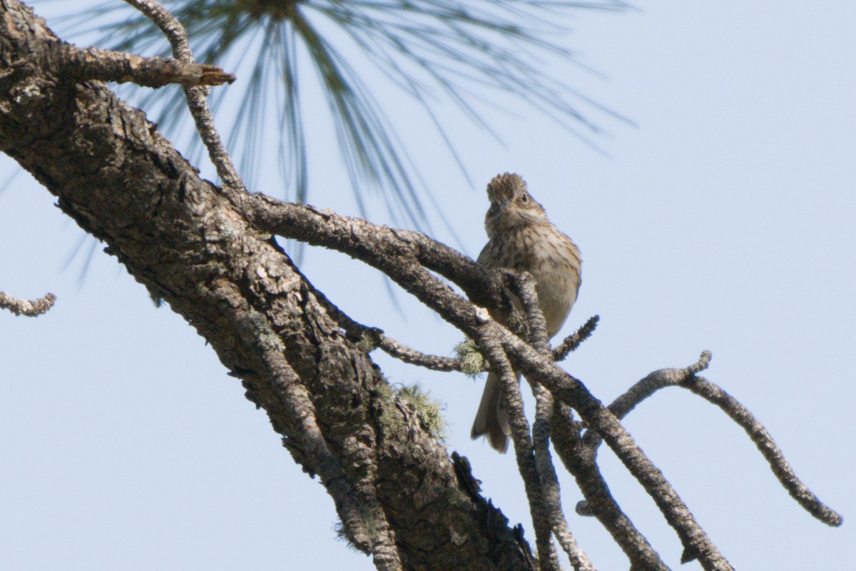 Vesper Sparrow - ML638649497