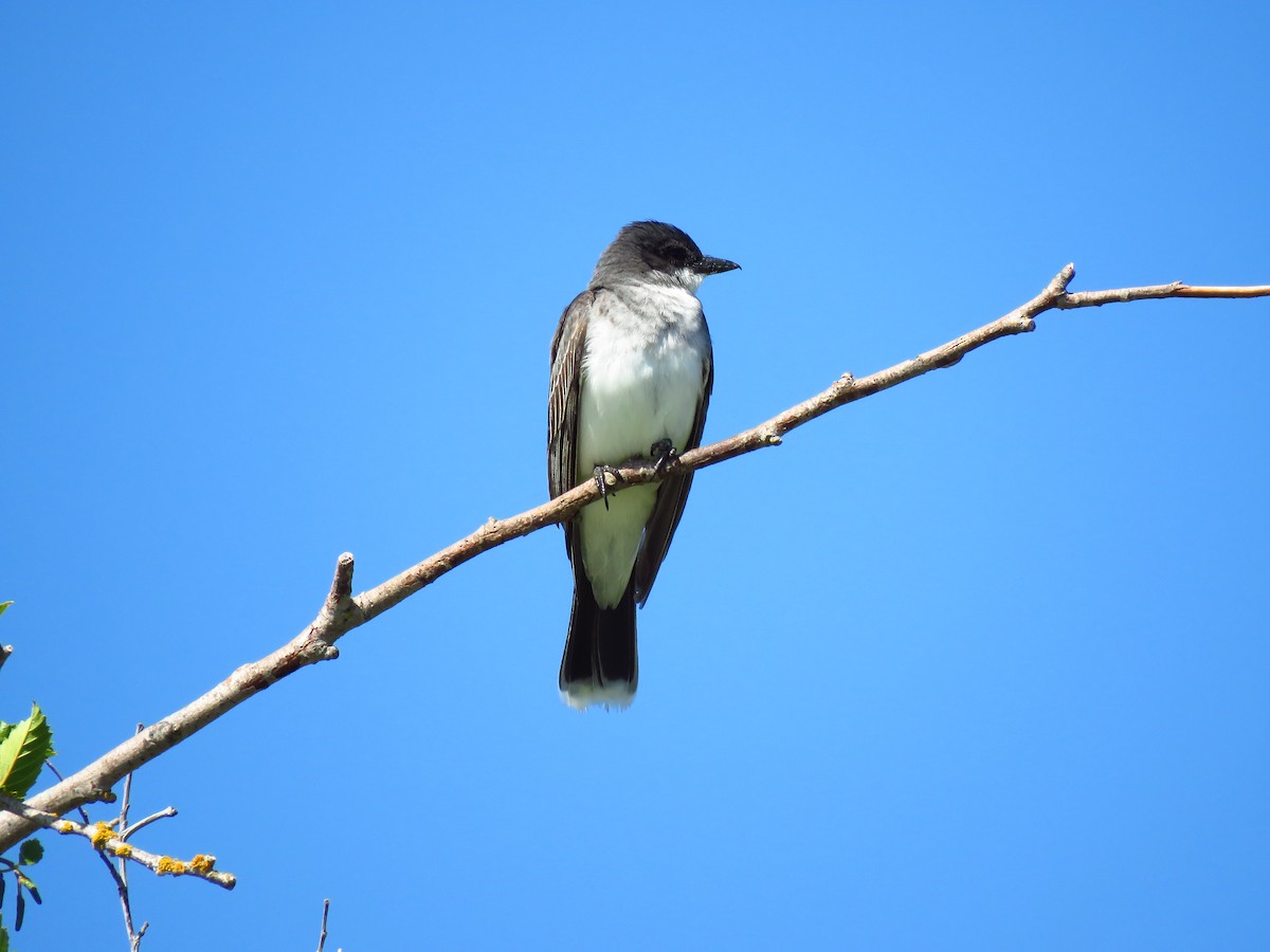 Eastern Kingbird - ML638649517