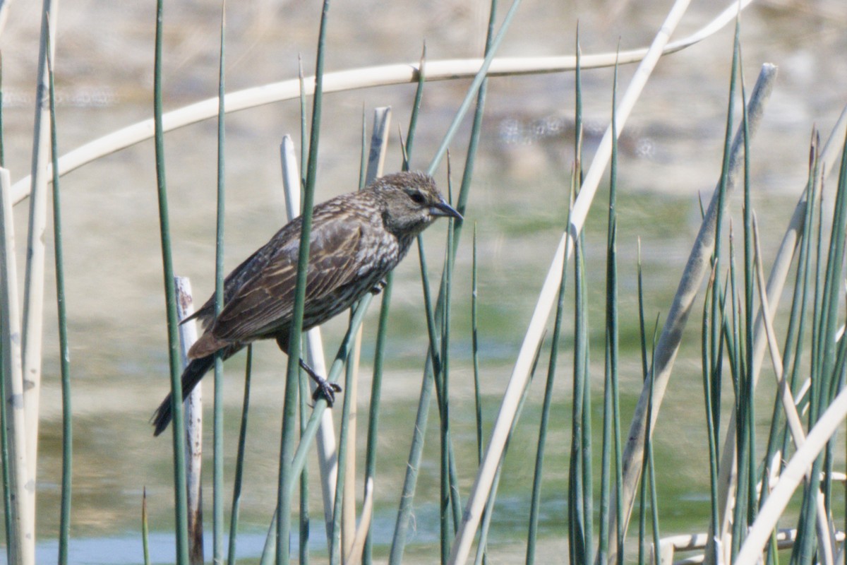 Red-winged Blackbird - ML638649526
