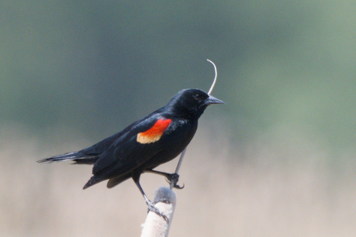 Red-winged Blackbird - ML638649527