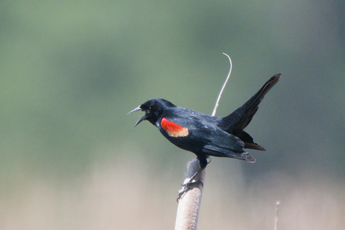 Red-winged Blackbird - ML638649528