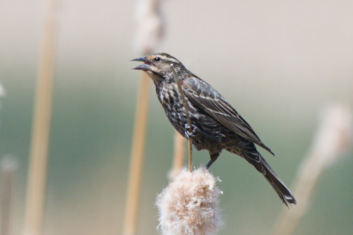 Red-winged Blackbird - ML638649529