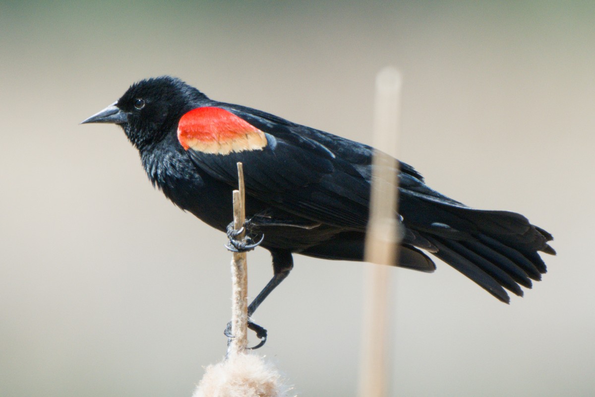 Red-winged Blackbird - ML638649530