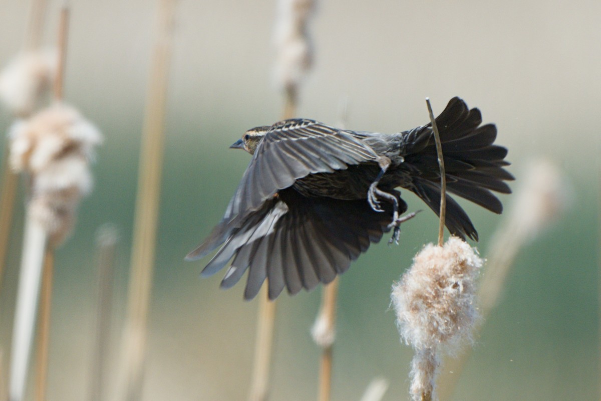 Red-winged Blackbird - ML638649532