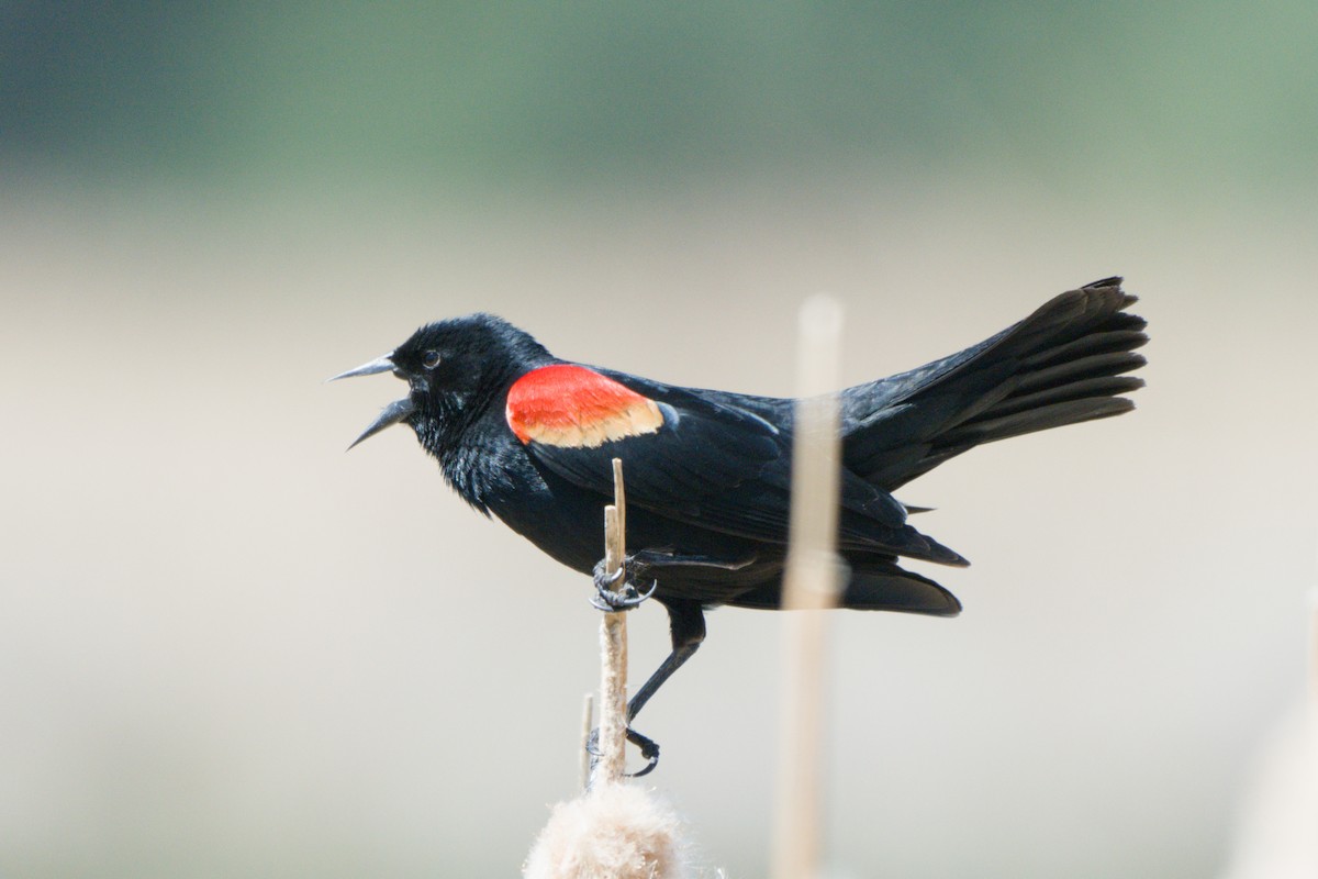 Red-winged Blackbird - ML638649533
