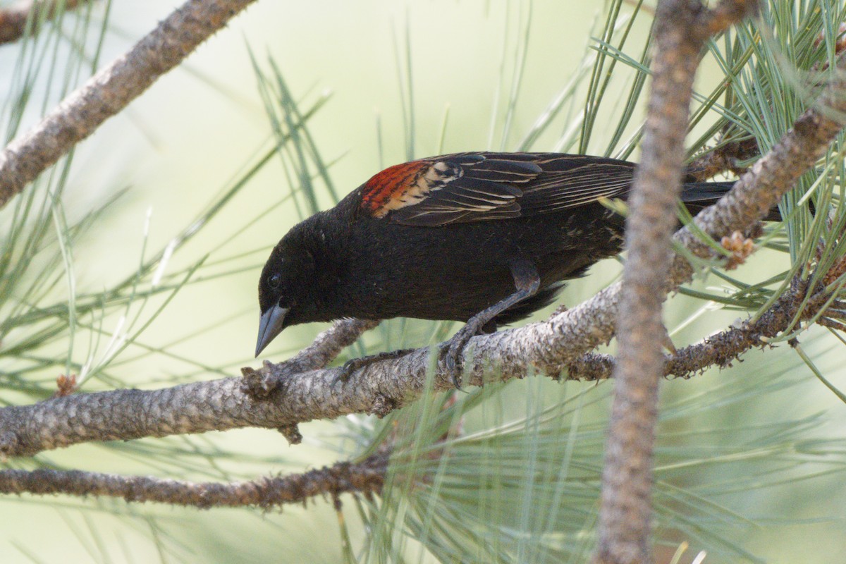Red-winged Blackbird - ML638649534