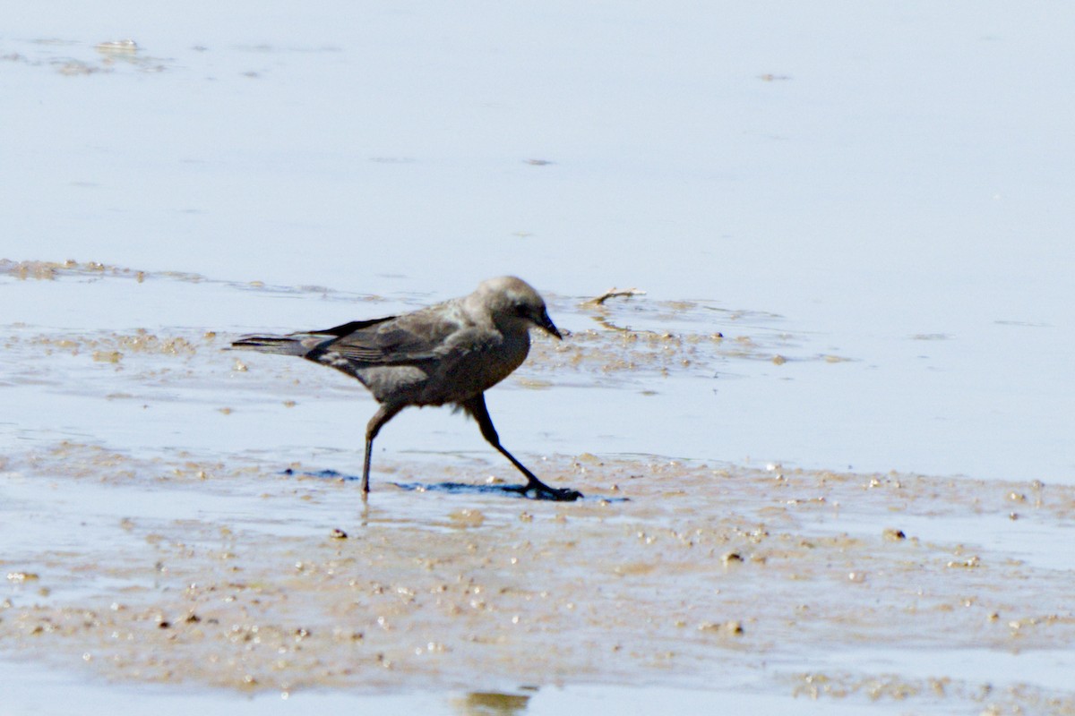 Brewer's Blackbird - ML638649558