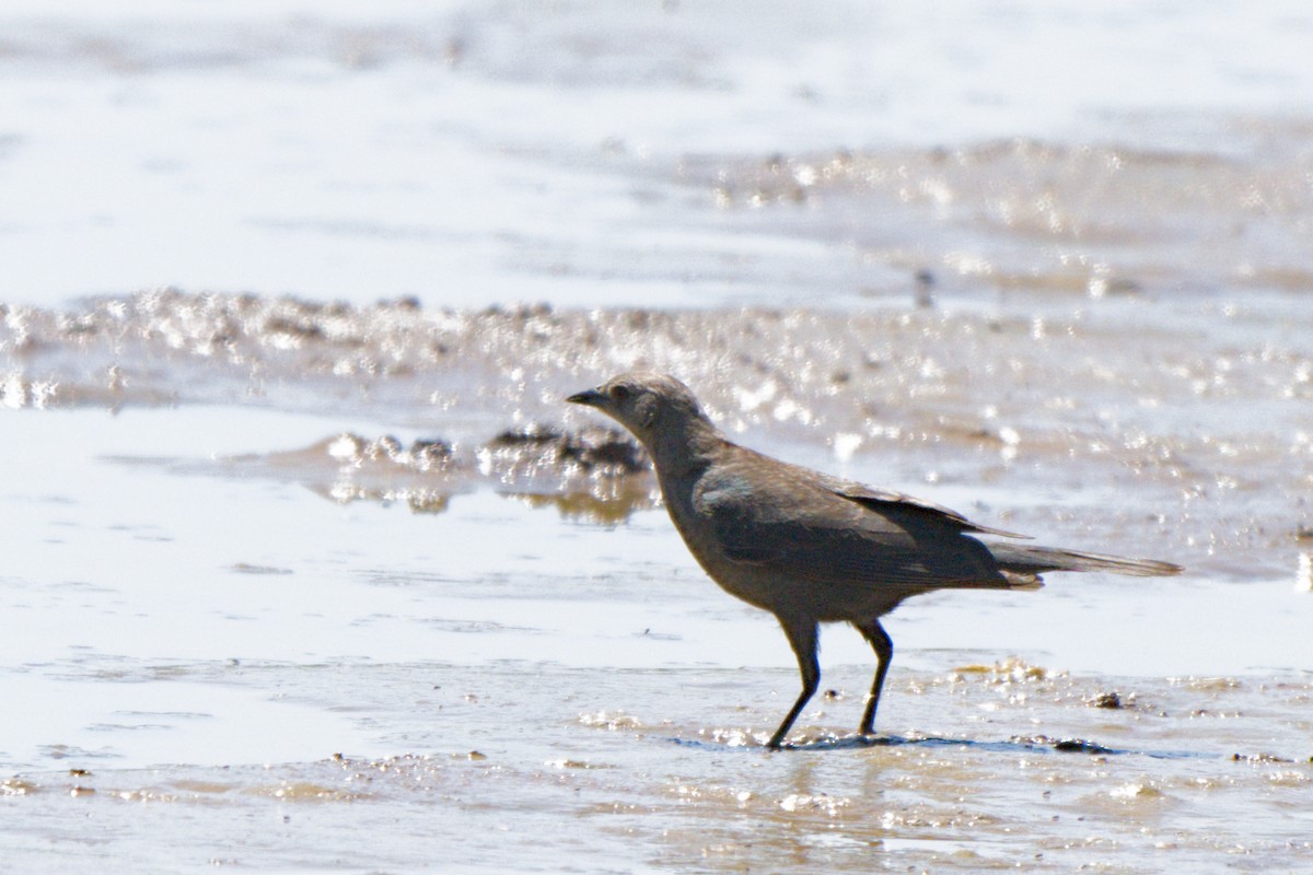 Brewer's Blackbird - ML638649559