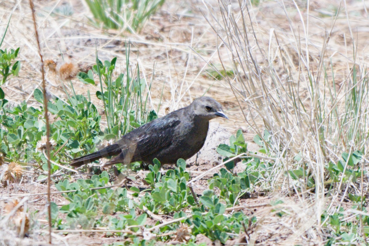 Brewer's Blackbird - ML638649560