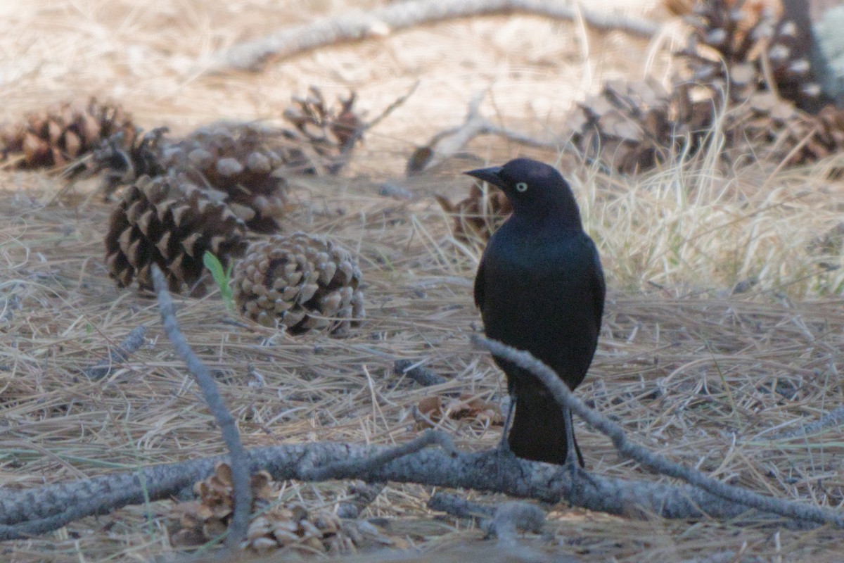 Brewer's Blackbird - ML638649561