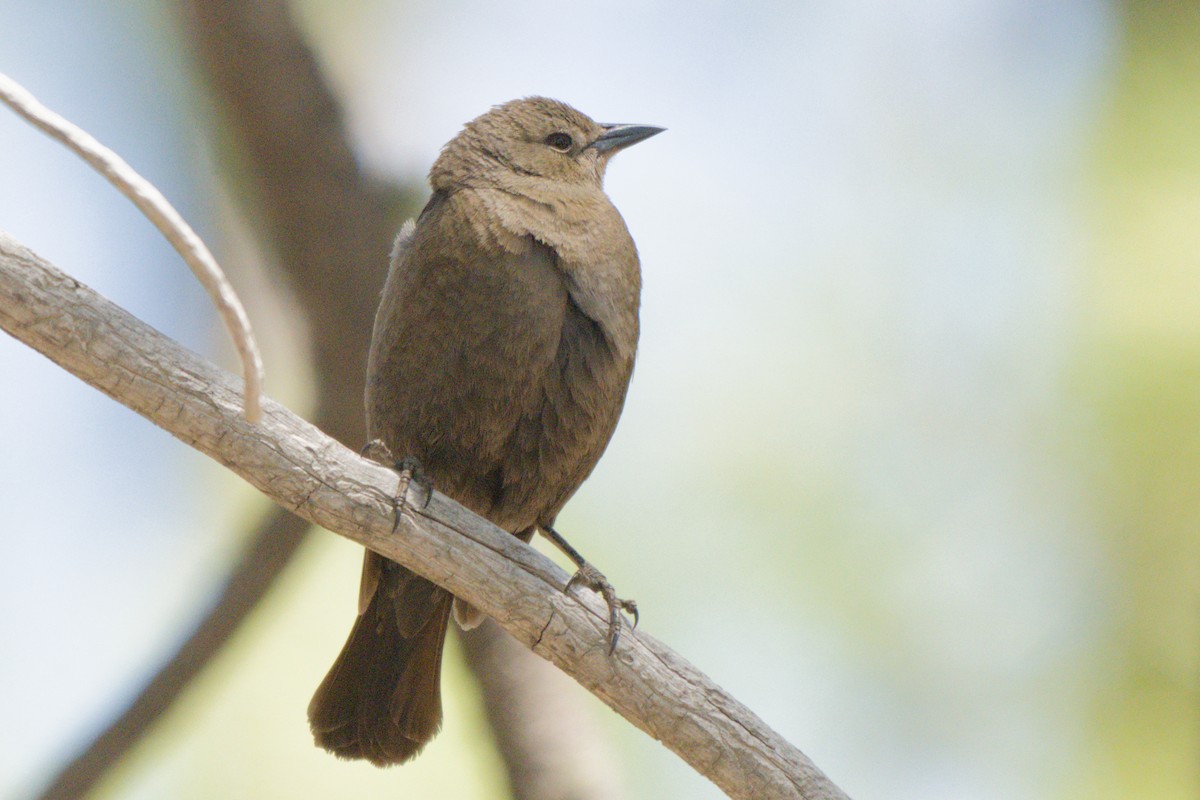 Brewer's Blackbird - ML638649562