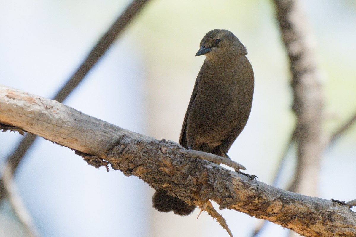 Brewer's Blackbird - ML638649563