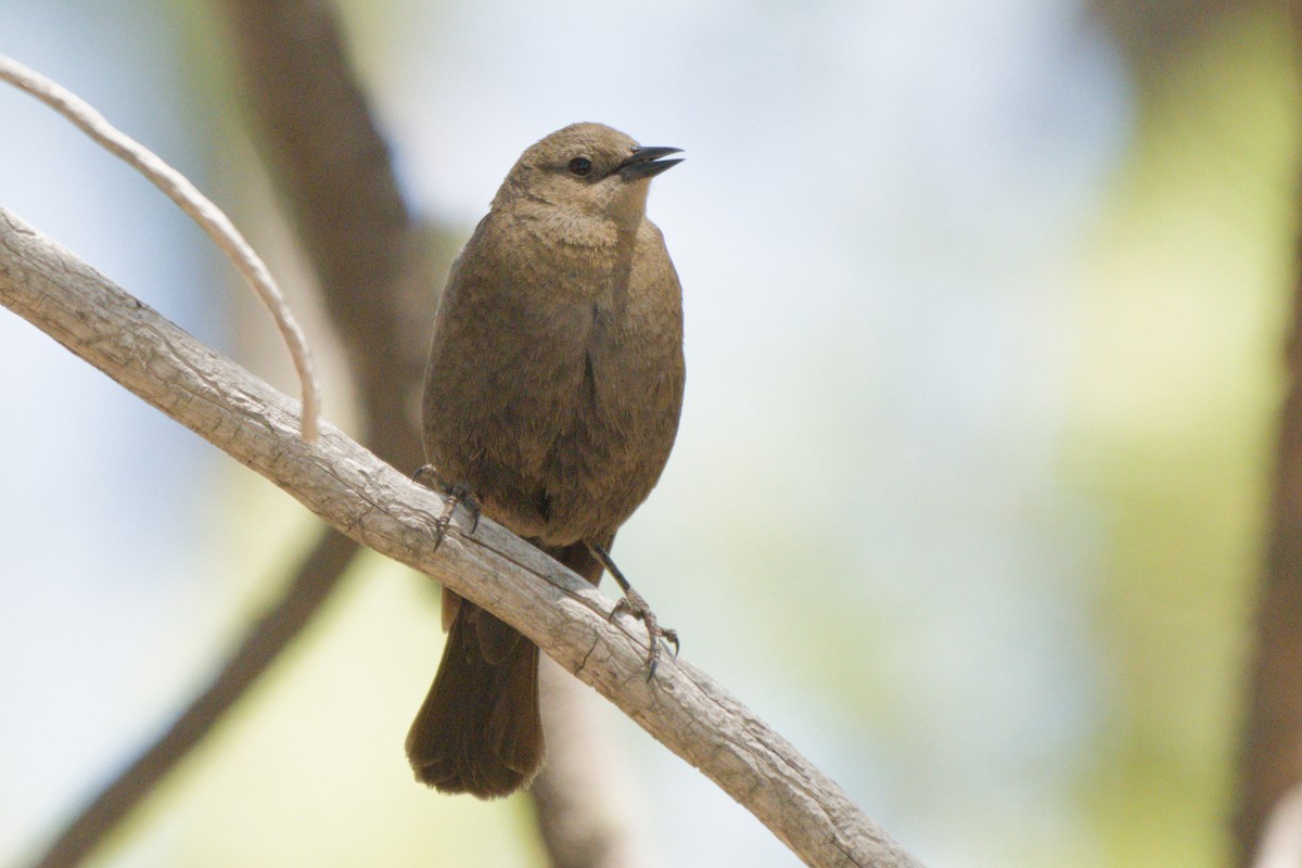 Brewer's Blackbird - ML638649564