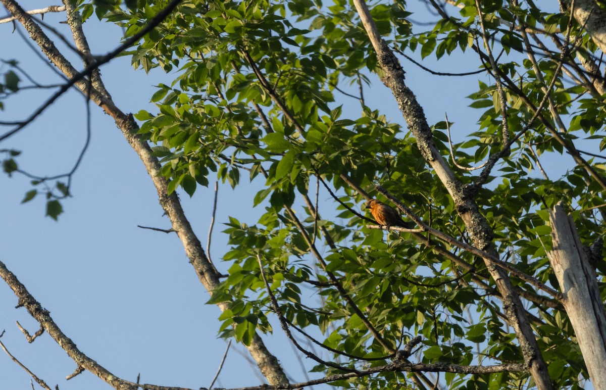 Red Crossbill (Appalachian or type 1) - ML638649623