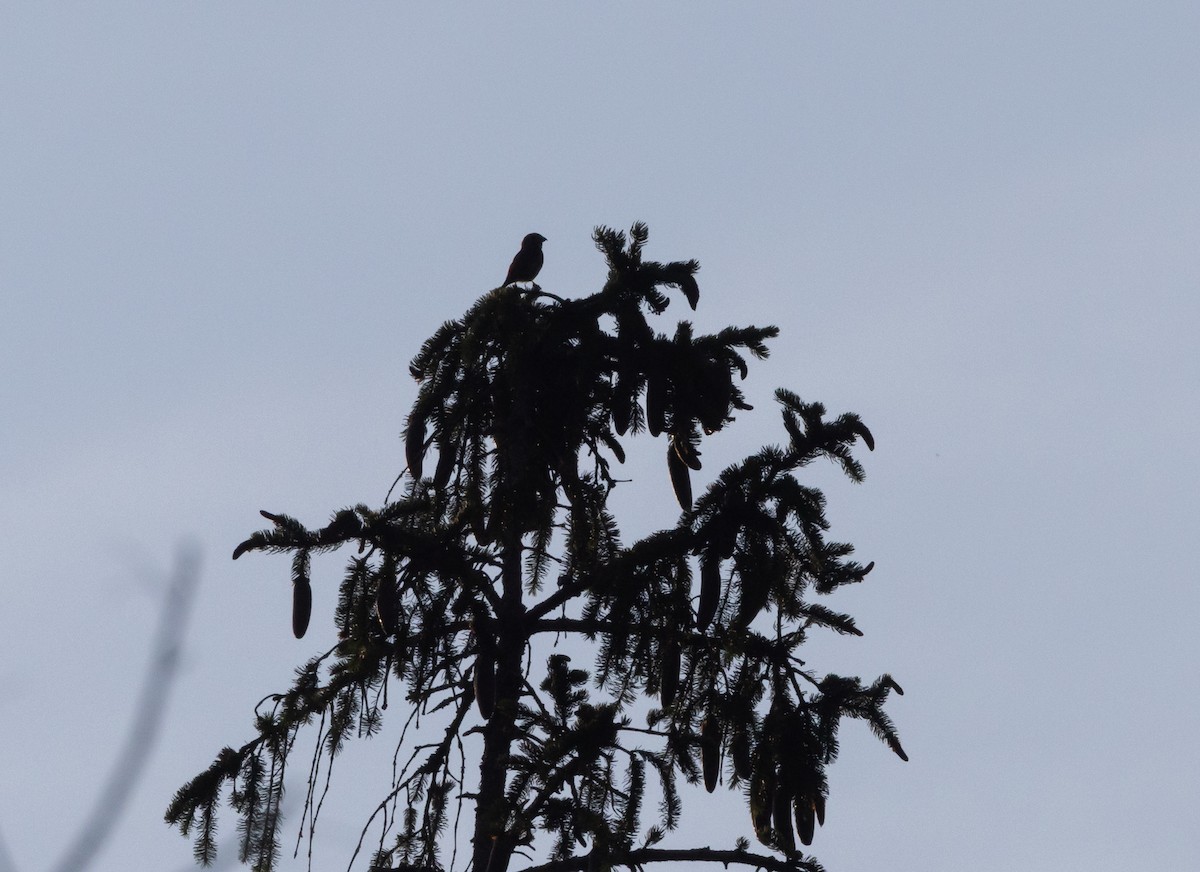 Red Crossbill (Appalachian or type 1) - ML638649625
