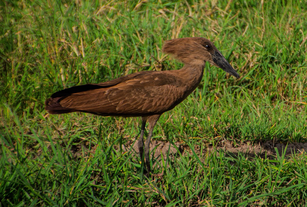 kladivouš africký - ML638649631