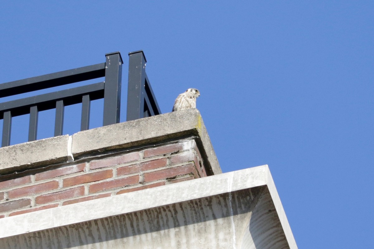 American Kestrel - ML638649635
