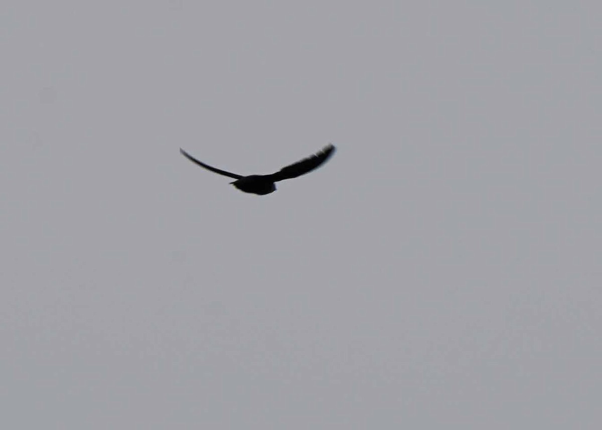 Chimney Swift - ML638649641