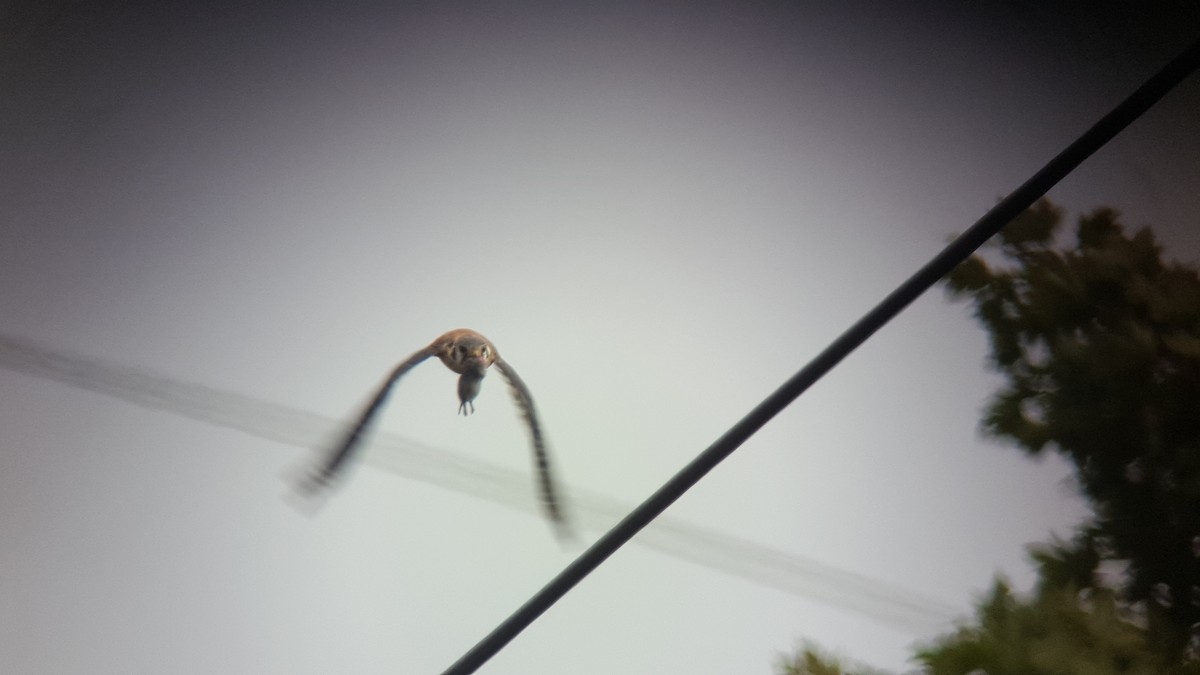 American Kestrel - ML638649660