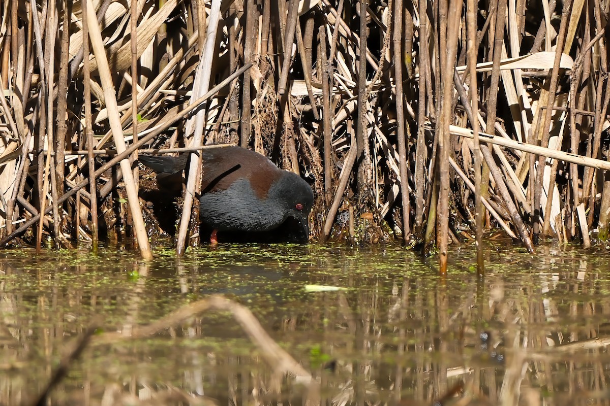Spotless Crake - ML638649685