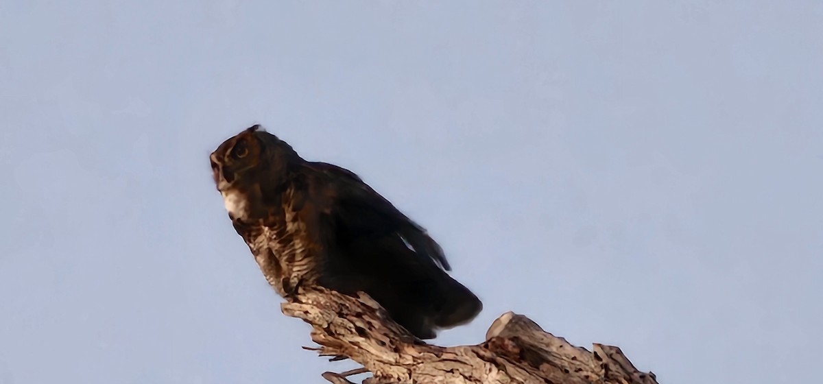 Great Horned Owl - ML638649705
