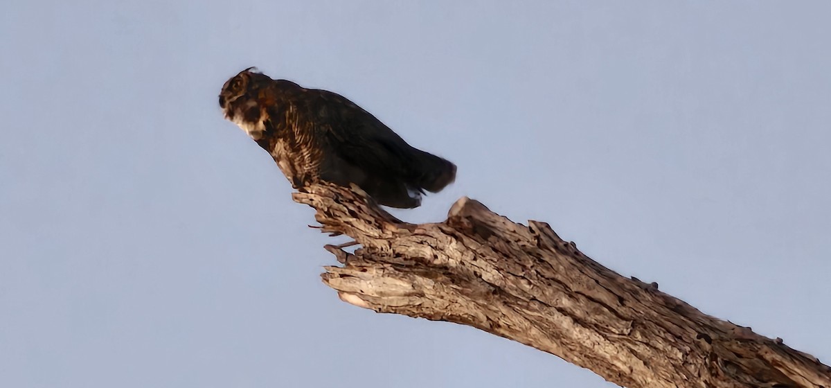 Great Horned Owl - ML638649706