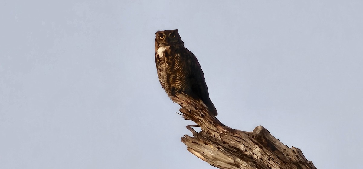 Great Horned Owl - ML638649707
