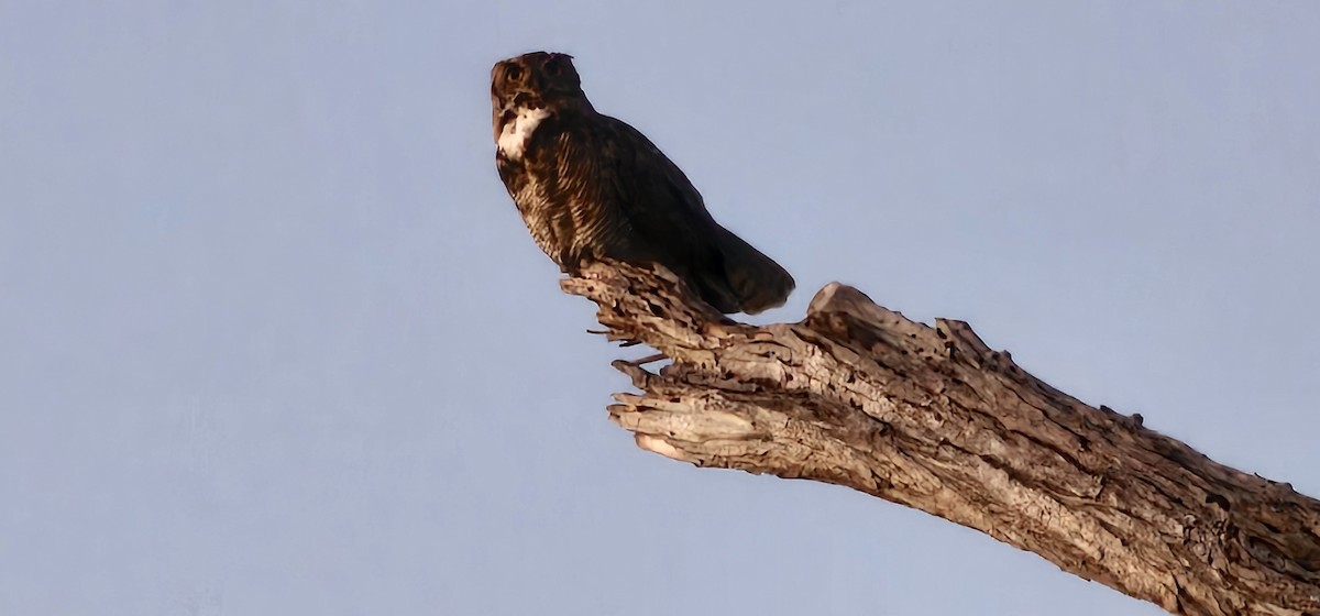 Great Horned Owl - ML638649708