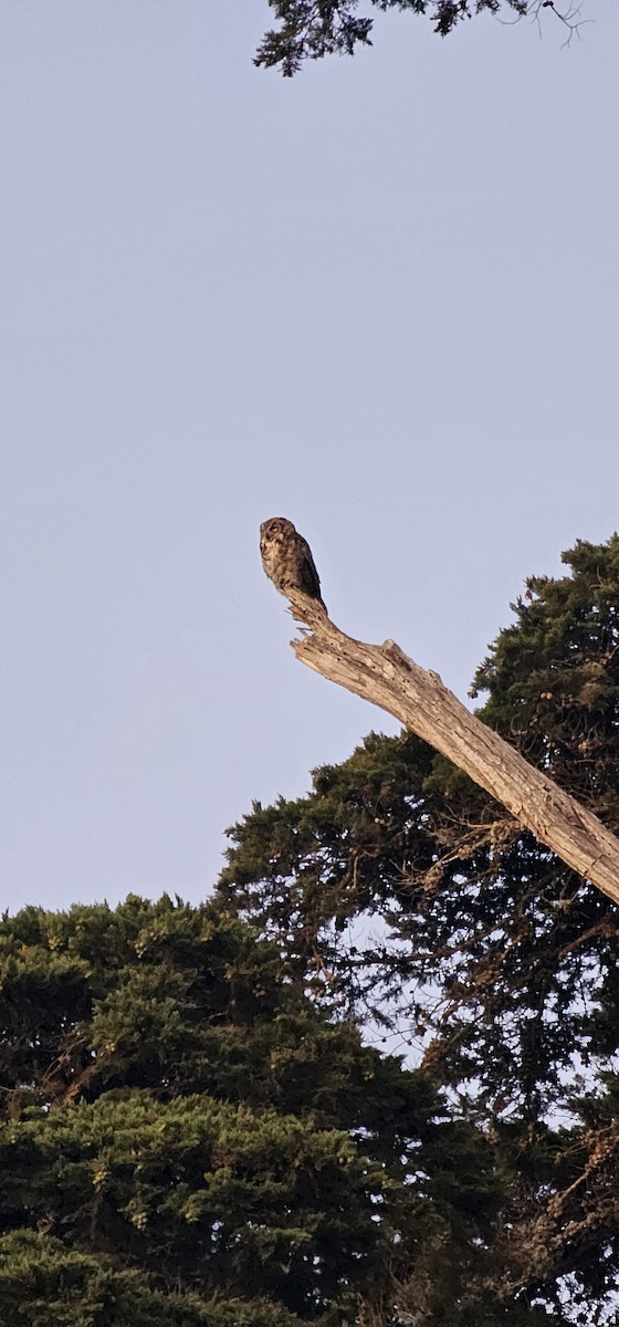 Great Horned Owl - ML638649709
