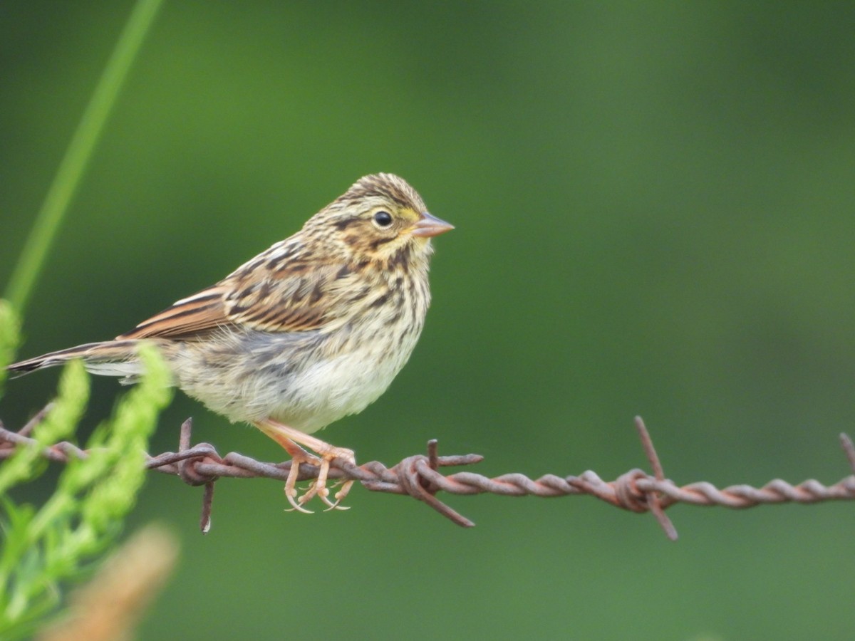 Savannah Sparrow - ML638649715