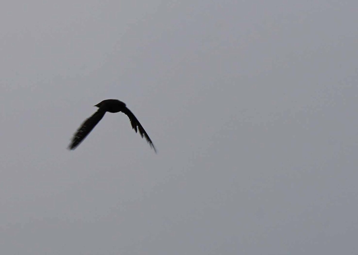 Chimney Swift - ML638649720